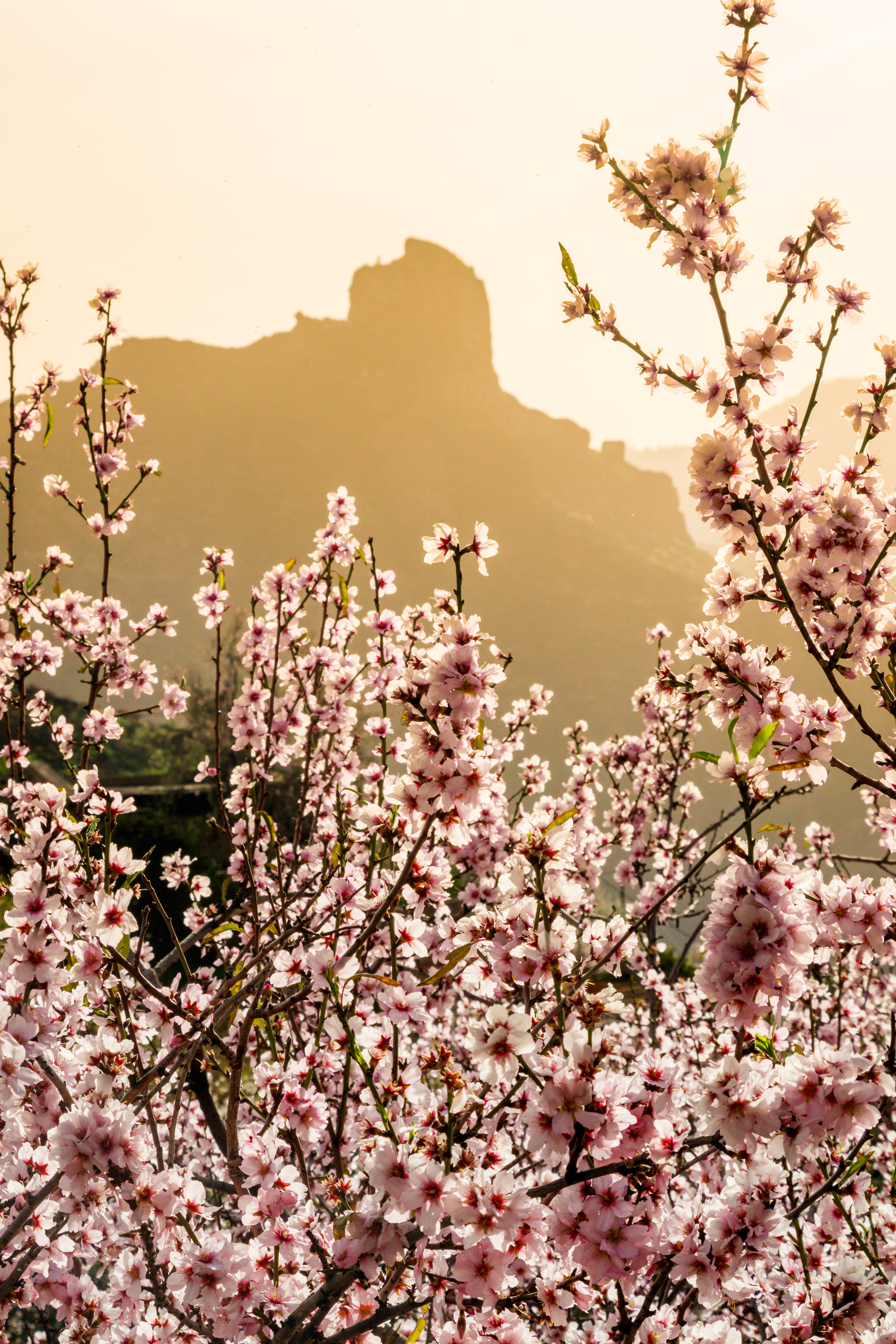 Almond blossom in front of Bentayga rock