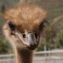 molino_de_agua_fataga-001