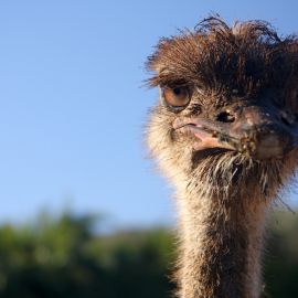 molino_de_agua_fataga-016