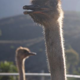 molino_de_agua_fataga-017