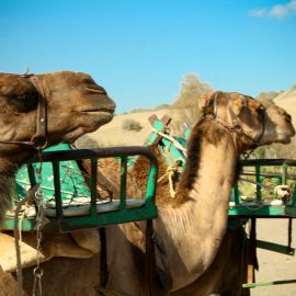 Camel Safari (Maspalomas)
