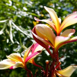 jardin_botanico_viera_y_clavijo-042