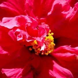 jardin_botanico_viera_y_clavijo-049