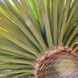 jardin_botanico_viera_y_clavijo-052