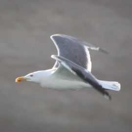 morning-in-puerto-de-las-nieves-020