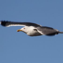 morning-in-puerto-de-las-nieves-022