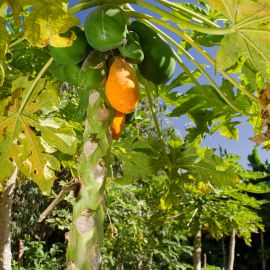 Puerto de las Nieves-010