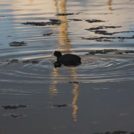 La Charca de Maspalomas