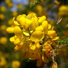 el-sao-ayagaures-041